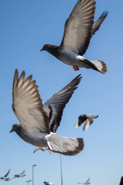 istock Twin pigeons flying in  air 821169670