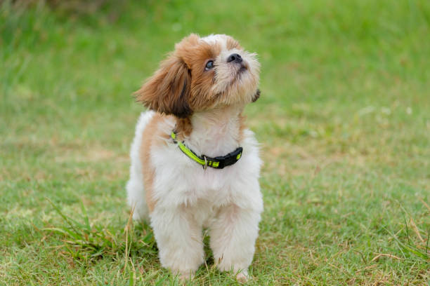 istock Portrait of the dog. 821172440