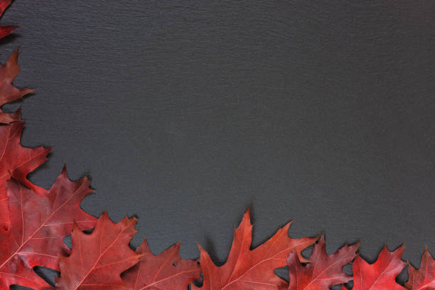 Autumn leaves on black background