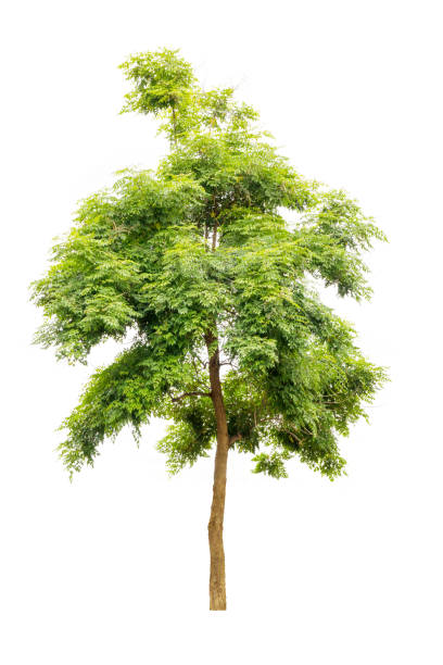 istock Indian cork tree (Millingtonia hortensis) isolated on white background, tropical trees isolated used for design, advertising and architecture 821173662