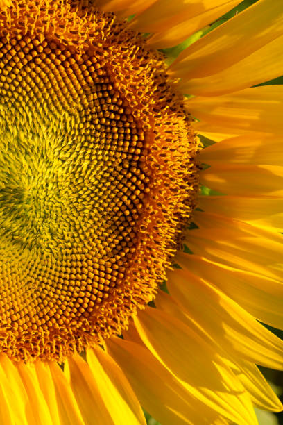 istock Maco of Sunflower Head 821173940