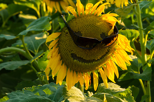 Sleutel Draaien Vlak Lachende Zonnebloem Met Zonnebril Stockfoto en meer beelden van Antropomorfische smiley - Antropomorfische smiley, Begrippen, Blad - iStock Sleutel Draaien Vlak Lachende Zonnebloem Met Zonnebril Stockfoto en meer beelden van Antropomorfische smiley - Antropomorfische smiley, Begrippen, Blad - iStock