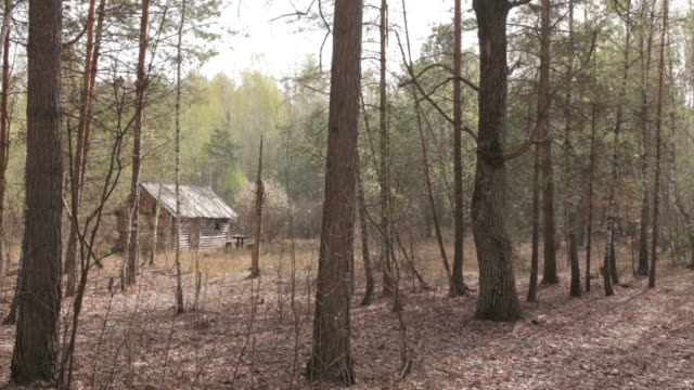 Wooden House in the Forest, wide shot