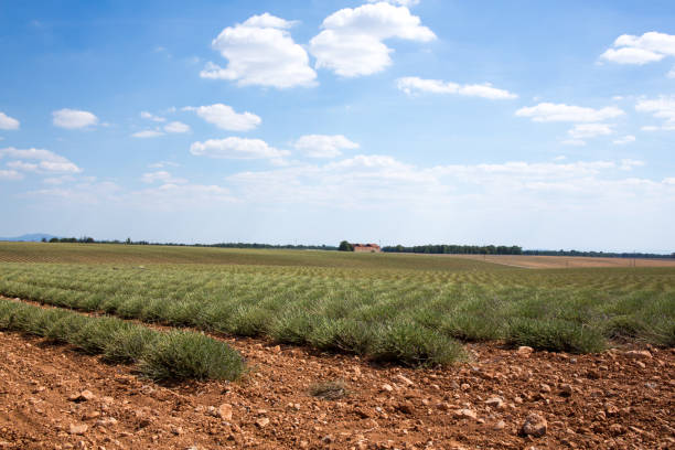 istock Lavender fields harvesting in endless rows, Provence, France 821180510