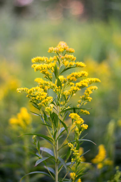 istock Isolated yellow flowers near a small moor 821180606