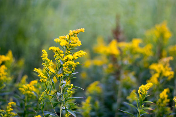istock Isolated yellow flowers near a small moor 821180642