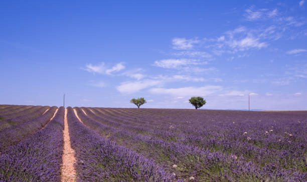 istock Lavender flower blooming fields in endless rows, Provence, France 821180650