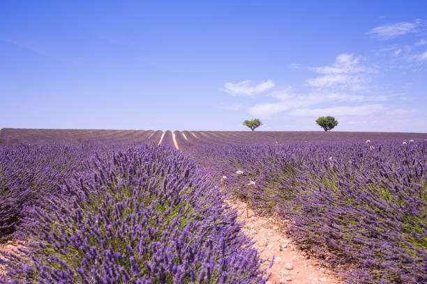 istock Lavender flower blooming fields in endless rows, Provence, France 821180850