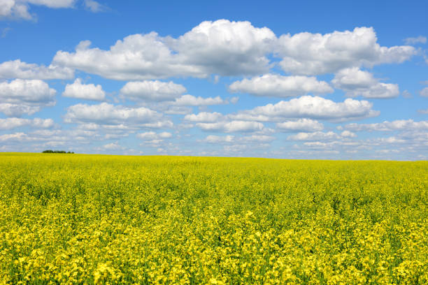 istock Field of flowering rape. 821181272