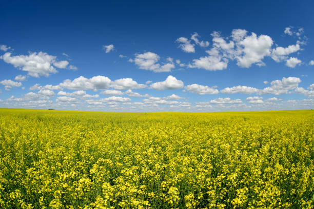 istock Field of flowering rape. 821181274