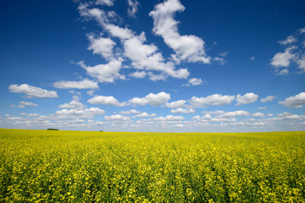 istock Field of flowering rape. 821181276