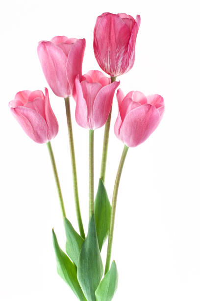 istock Bouquet of pink tulips isolated on white background 821184204