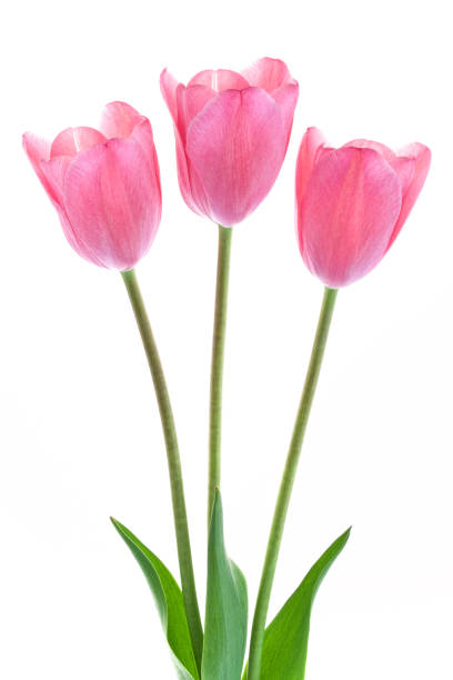 istock Bouquet of pink tulips isolated on white background 821184208