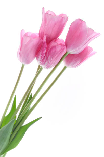 istock Bouquet of pink tulips isolated on white background 821184248