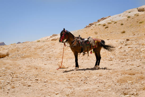 istock Saddled horse in Petra 821190884