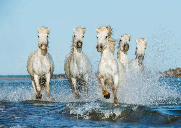 istock White camargue horses galloping in the sea 821193710