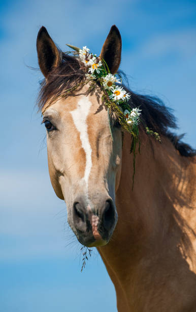 Funny ceam horse with the flower wreath