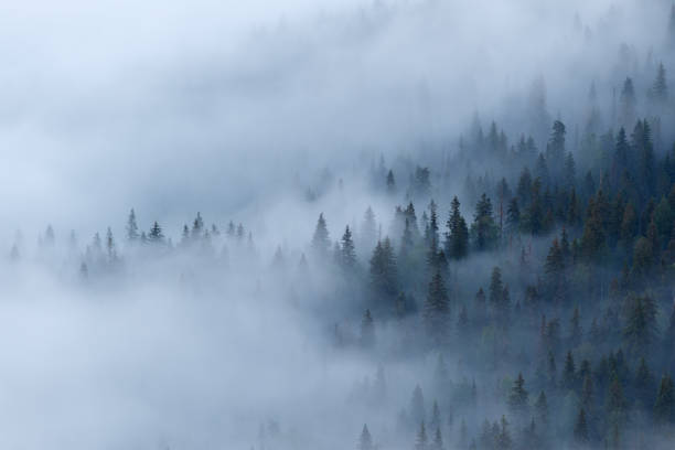 istock View of the misty forest 821194460