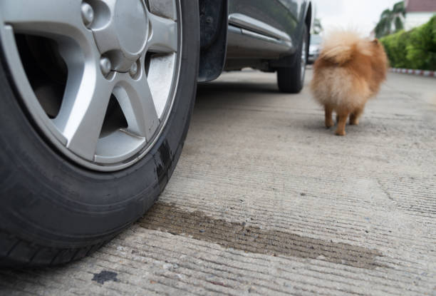 urine put wheel dog