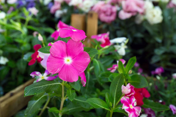 istock Flower with violet pink petals and a yellow core 821197848