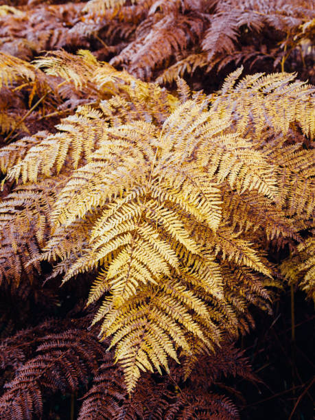 istock Autumn colors on forest undergrown. Close up 821198366