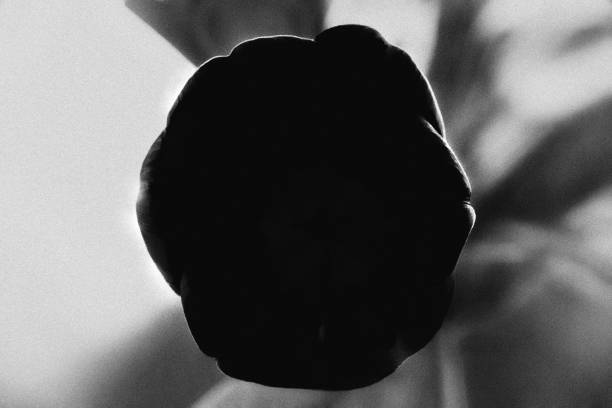 photo of a tulip taken with special lens attachment that I designed for added blur and very small area of focus. the dark silhouette results in a unrecognizable yet familiar shape creating some tension in the observer