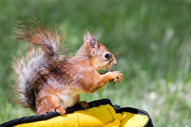 istock little red squirrel sitting on bag and holding a nut on blurred green grass background 821199748