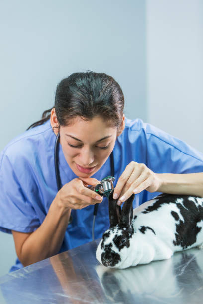 istock Female veterinarian examining rabbit 821202888