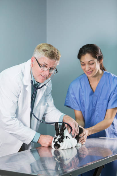 istock Vet and assistant examining rabbit with stethoscope 821202932