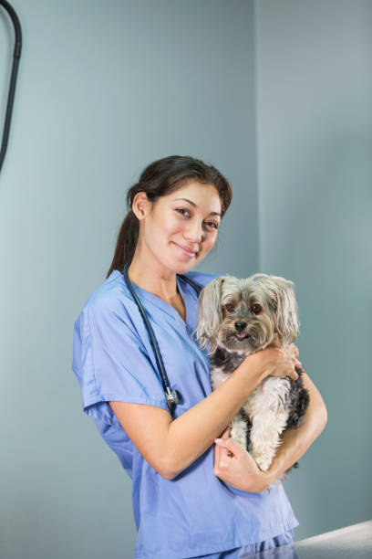 istock Woman working at vet office holding dog 821204384