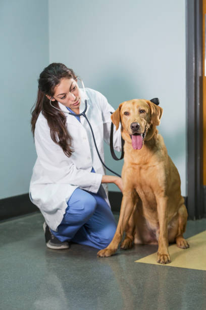 istock Female veterinarian with big dog 821204990