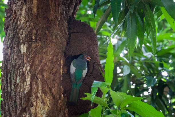 istock Lattice-tailed trogon in Panama National Park 821205332
