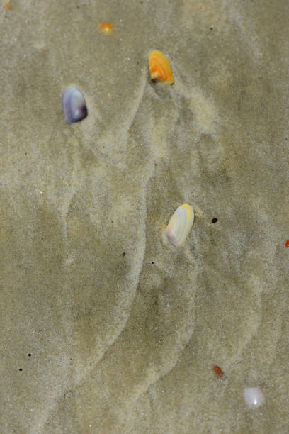istock Bivalves on beach sand with wave wash lines 821205478