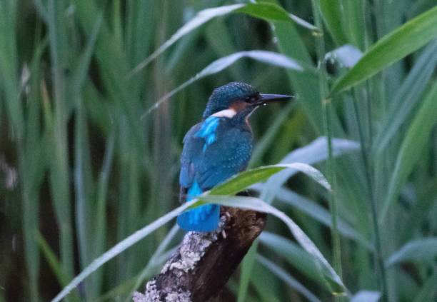 istock cute colorful kingfisher bird perched on tree branch 821205996