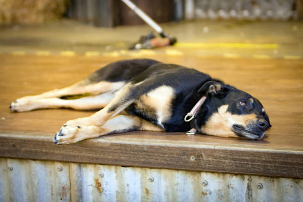 istock Kelpie Sheepdog in a Shearing Shed Australia 821205998