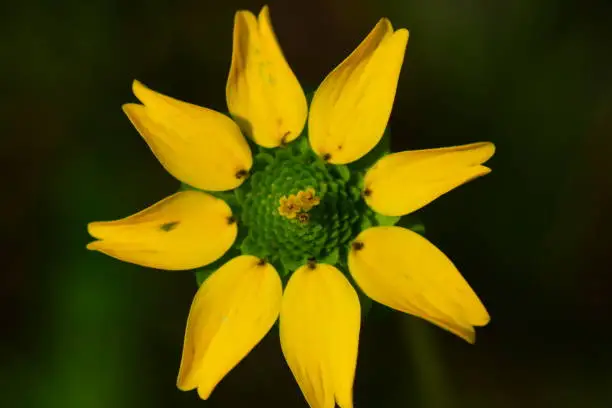 Two small yellow flowers at center of Florida Greeneyes. Photo taken in Clay county, Florida