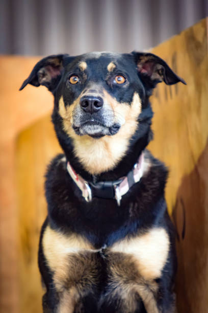 istock Kelpie Sheepdog in a Shearing Shed Australia 821206026