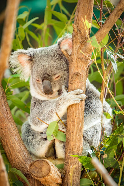 istock Koala in a Eucalupt gum tree Australia 821206118