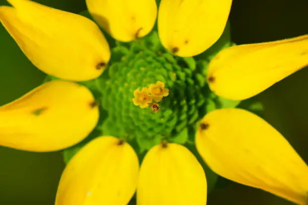 Ring of small yellow flowers at circumference of green center. Photo taken in Clay county, Florida