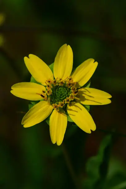 Ring of small yellow flowers at circumference of green center. Photo taken in Clay county, Florida