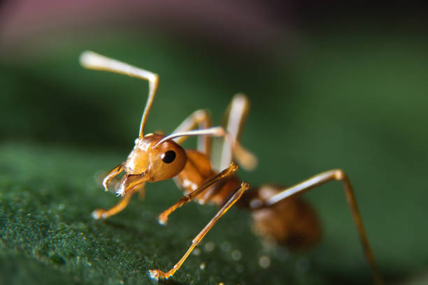 огненные муравьи в общественном парке - animal head flash стоковые фото и изображения