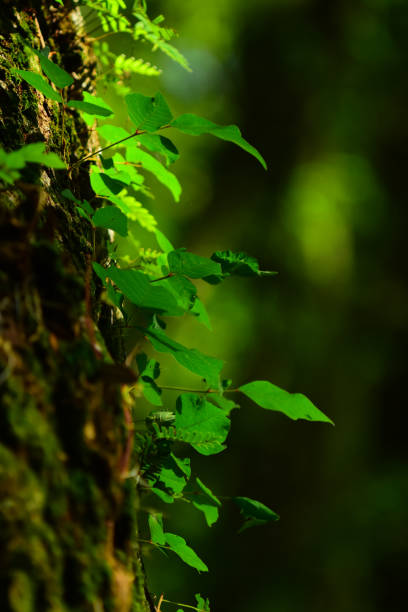 istock Backlit poison Ivy leaves in several groups of three 821207526