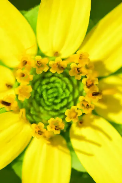 Ring of small yellow flowers at circumference of green center. Photo taken in Clay county, Florida