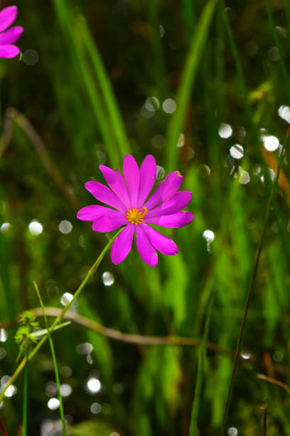 de bartram pântano rosa flor com refelctions luz desfocado - refelctions - fotografias e filmes do acervo