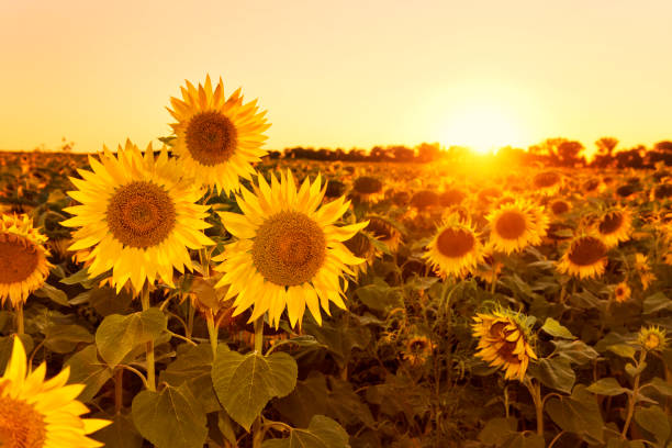 istock Sunflowers field at sunset 821210180