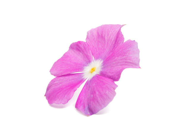 istock Beautiful pink vinca flowers (madagascar periwinkle) 821212712