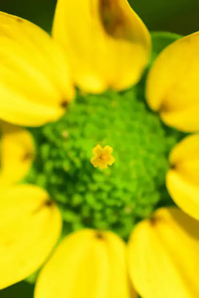 Small yellow flower in the middle of the green center. Photo taken in Clay county, Florida