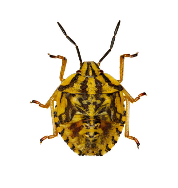 istock Purple Shield Bug Larva on white Background  -  Carpocoris purpureipennis (De Geer, 1773) 821214356