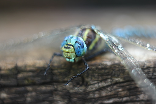 Brachytron pratense -  Hairy Dragonfly. Macro. Selective focus.