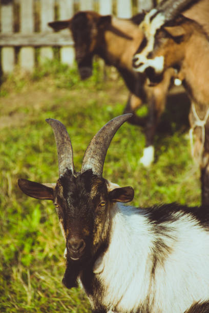 istock goats in the nature 821220424